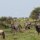 gemischte Gnu- und Zebra-Herden