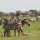 gemischte Gnu- und Zebra-Herden