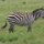 Zebra mit Madenhacker-Vögeln