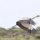 Reiher im Flug