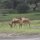 Impalas