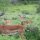 Impalas