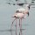 Flamingos