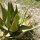 Aloe-Agave