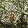 der Leopard ist erwacht und Schleckt sich