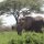 Elefant mit abgewetzten Stosszähnen