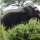 Elefant mit abgewetzten Stosszähnen