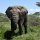 Elefant mit abgewetzten Stosszähnen