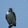 Raubvogel