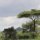 Savannen-Landschaft