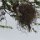 Webervögel im Nest und im Anflug