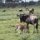 Gnus