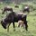 säugendes Gnu-Kalb