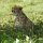 Abschied vom jungen Gepard