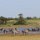Zebra-Herde im See