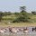 Zebra-Herde im See