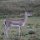 Gazelle am frühen Morgen