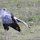 Sekretär-Vogel
