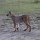 Karakal, eine kleine Raubkatze
