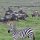 Zebra + Gnuherde