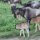junge Gnus