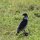 Augur-Bussard