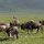Gnu-Herde + Zebras