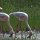 Flamingos