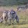 Zebras am frühen Morgen