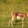 Grant-Gazelle