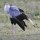 Sekretär-Vogel