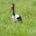 Sattel-Storch