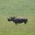 unser erstes Nashorn