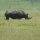 das Nashorn ist weit entfernt