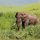 Elefant