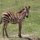 junges Zebra