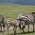 Zebra-Familie