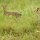 ein Dikdik-Pärchen
