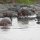 ein wunderschöner Hippo-Pool mit vielen Nilpferden
