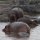 ein wunderschöner Hippo-Pool mit vielen Nilpferden