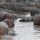 ein wunderschöner Hippo-Pool mit vielen Nilpferden