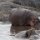 ein wunderschöner Hippo-Pool mit vielen Nilpferden