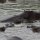 ein wunderschöner Hippo-Pool mit vielen Nilpferden