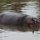 Nilpferd im Wasser