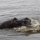Nilpferd im Wasser