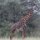Massai-Giraffe