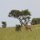 Giraffe in der weiten Serengeti-Landschaft
