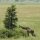 Giraffe in der weiten Serengeti-Landschaft