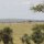 Serengeti-Landschaft