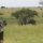 Serengeti-Landschaft